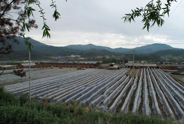 遇到下雨往外跑，冬天给砖坯盖棉被，和你印象中不一样的砖长生活图3