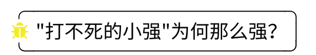 蟑螂去除的有效办法(防蟑螂最有效的方法测评)图1