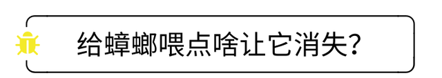 蟑螂去除的有效办法(防蟑螂最有效的方法测评)图5