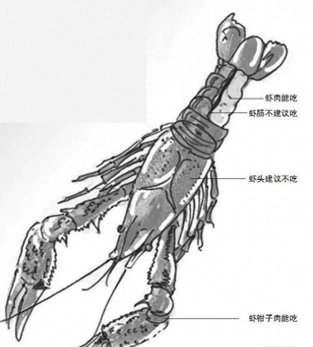 小龙虾杀死5个小时能吃不图10