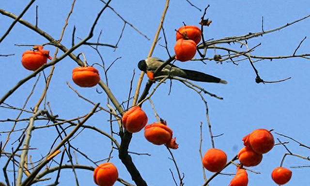 重阳节插茱萸喝什么,北方人过重阳吃重阳糕插茱萸图4