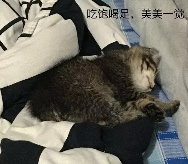 小猫咪怎么养图5