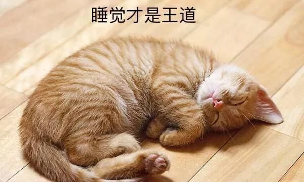 小猫咪怎么养图7