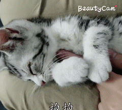 小猫咪怎么养图8