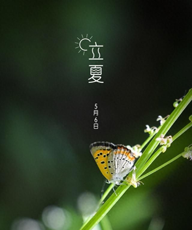 5月6日立夏：蝴蝶窥丛觅晚花图1