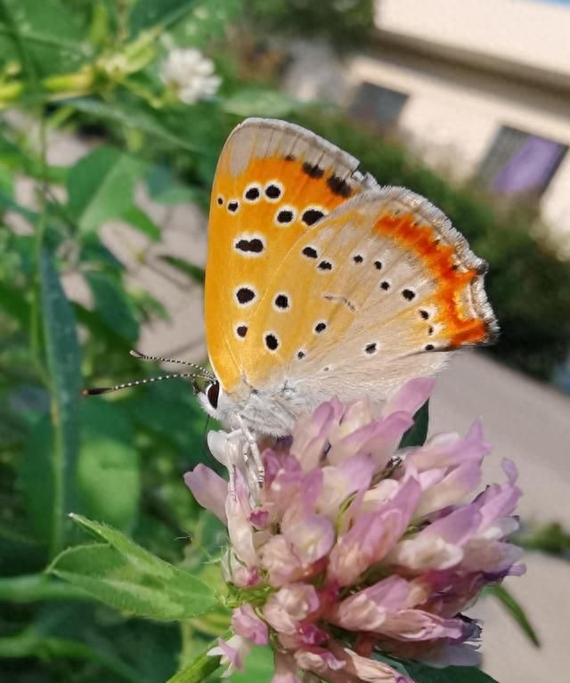 5月6日立夏：蝴蝶窥丛觅晚花图3