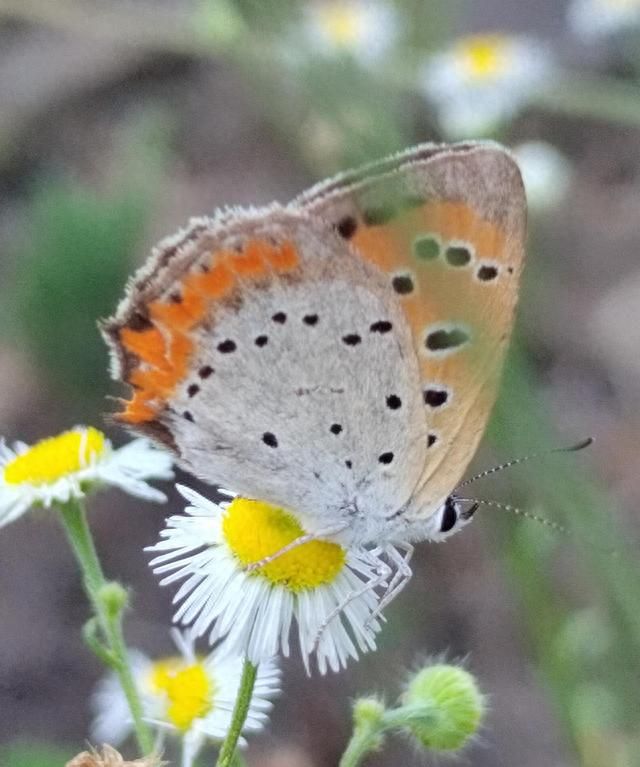 5月6日立夏：蝴蝶窥丛觅晚花图4