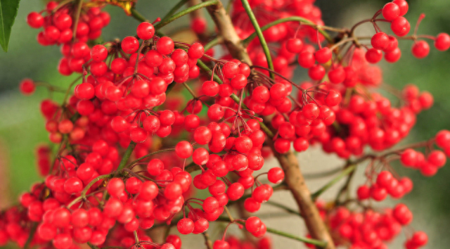 富贵子花寓意(花卉富贵子的特征)图1