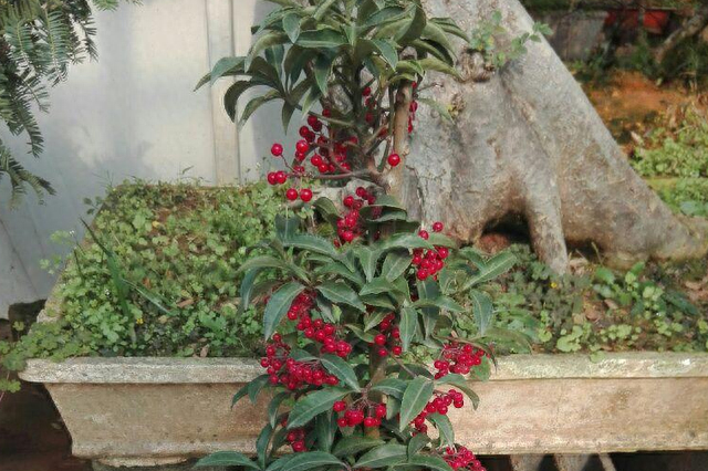 富贵子花寓意(花卉富贵子的特征)图5