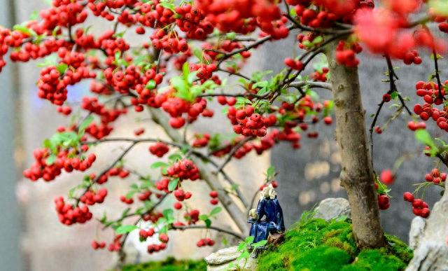 富贵子花寓意(花卉富贵子的特征)图7