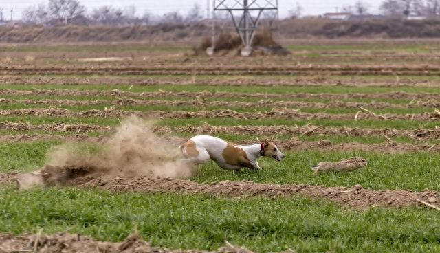 狼犬救主被狼群围困,狼群和义犬图1