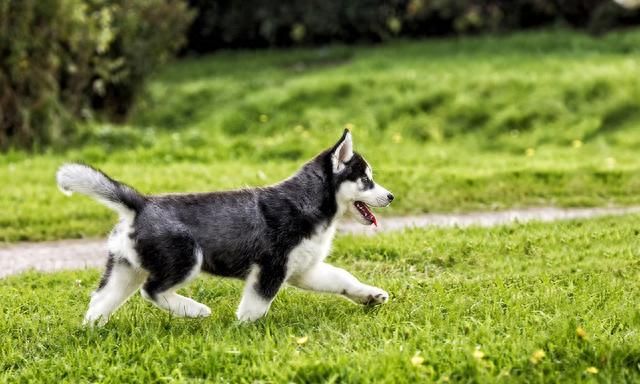 狼犬救主被狼群围困,狼群和义犬图2