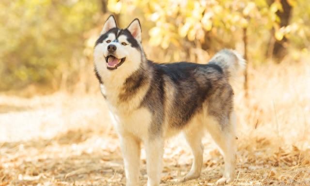 狼犬救主被狼群围困,狼群和义犬图4