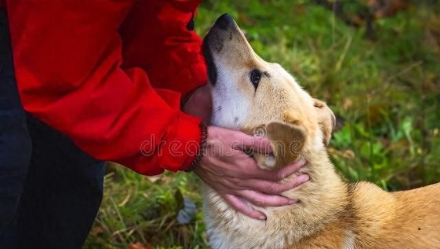 狼犬救主被狼群围困,狼群和义犬图7