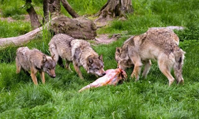 狼犬救主被狼群围困,狼群和义犬图9