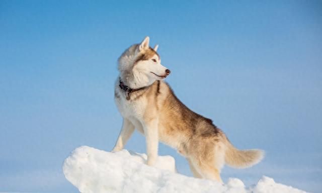 狼犬救主被狼群围困,狼群和义犬图10