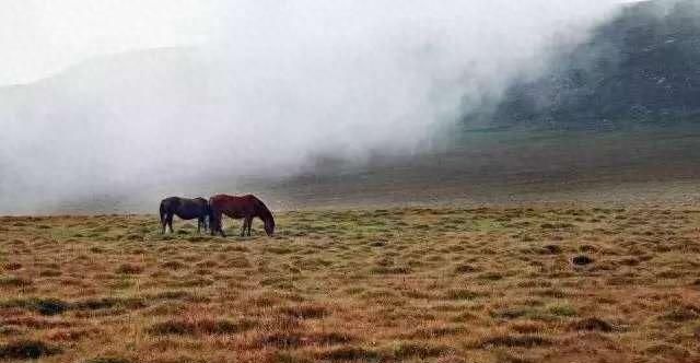 北方的香格里拉山西芦芽山图34