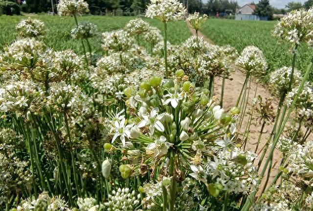 用最古老的方法腌韭菜花(腌韭菜花的储存方法)图4