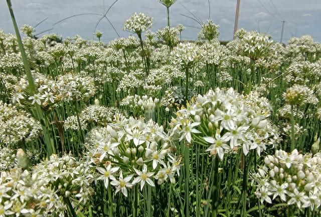 用最古老的方法腌韭菜花(腌韭菜花的储存方法)图5