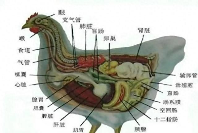 五毒之首蜈蚣为什么怕鸡,蜈蚣为何是五毒之首公鸡为何不怕图8