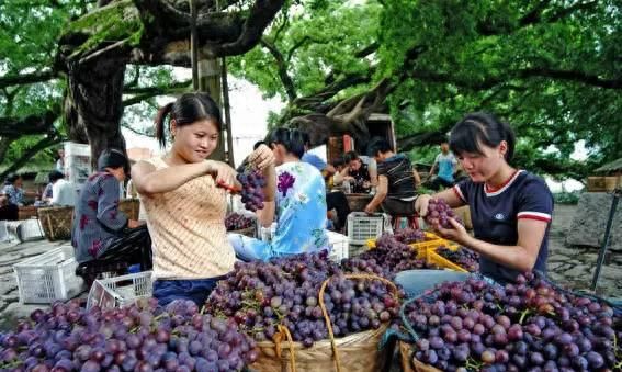 莫文蔚盛夏的果实背后的故事图5