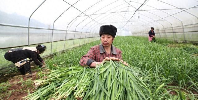 种植韭菜一亩地的利润(韭菜怎样种才能长得旺不烂根)图5