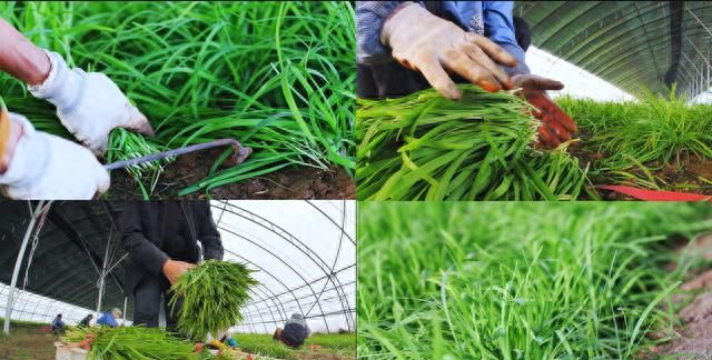 种植韭菜一亩地的利润(韭菜怎样种才能长得旺不烂根)图6