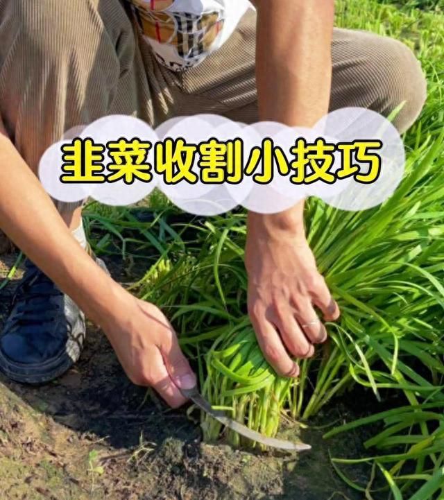 种植韭菜一亩地的利润(韭菜怎样种才能长得旺不烂根)图7