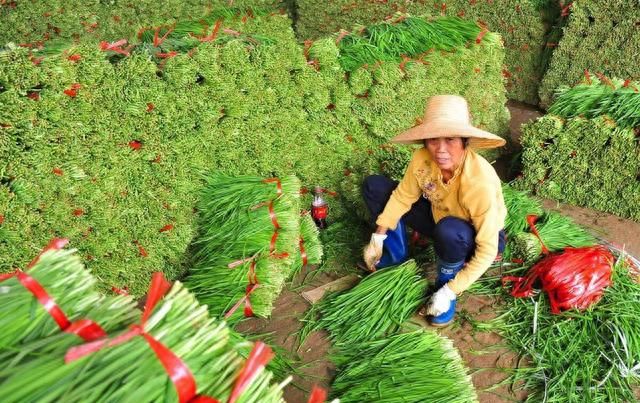 种植韭菜一亩地的利润(韭菜怎样种才能长得旺不烂根)图8