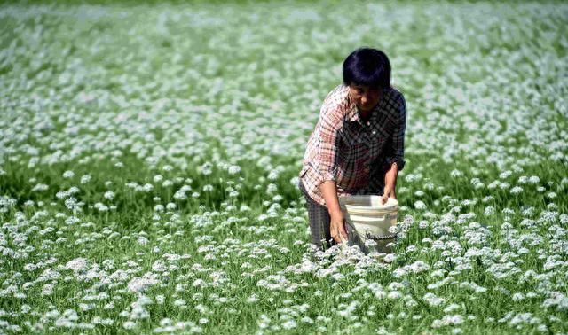 种植韭菜一亩地的利润(韭菜怎样种才能长得旺不烂根)图9