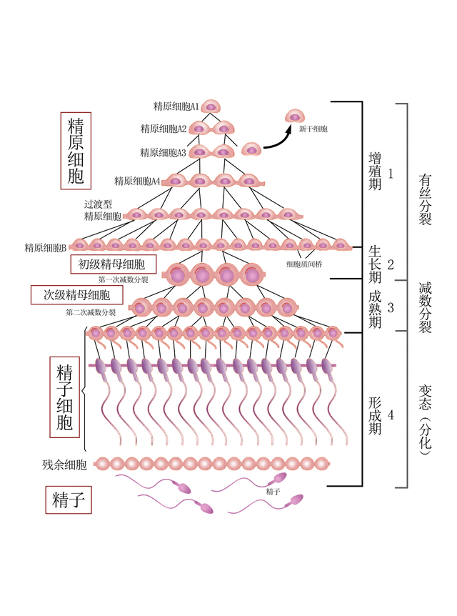 精子的由来是怎么来的(精子的一生历程)图2