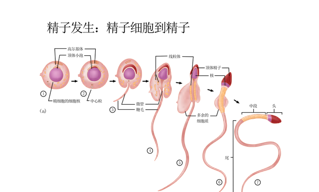 精子的由来是怎么来的(精子的一生历程)图3