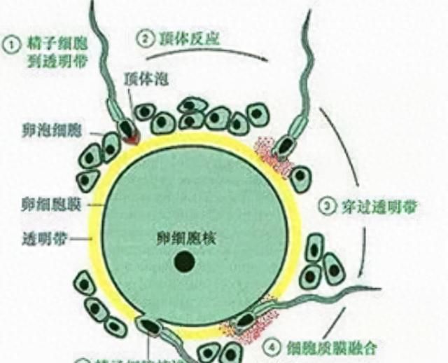 精子的由来是怎么来的(精子的一生历程)图5