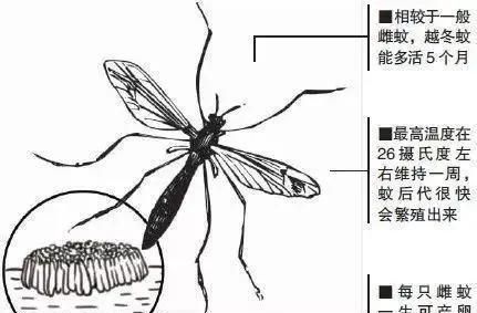 蚊子冬眠吗
，​有种蚊子能越冬，你知道吗？市疾控中心专家提醒：预防蚊媒传染病 春季灭蚊早行动图4