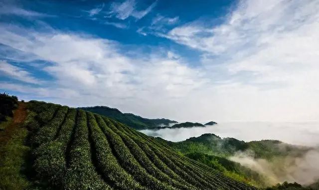 所有的电商都没有的树上熟葡萄，我们有！果肉不止脆嫩，还无核，图11