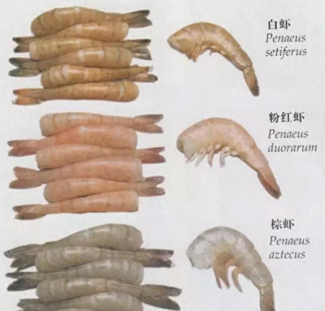 上海日本料理自助餐帝王蟹象拔蚌图31