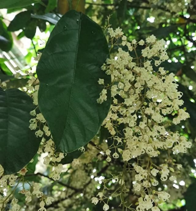 富贵子的吃法,你吃过哪几种食物图1