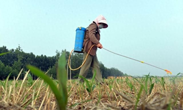 玉米田杂草用什么除草剂好(玉米地杂草用什么除草剂最好)图4