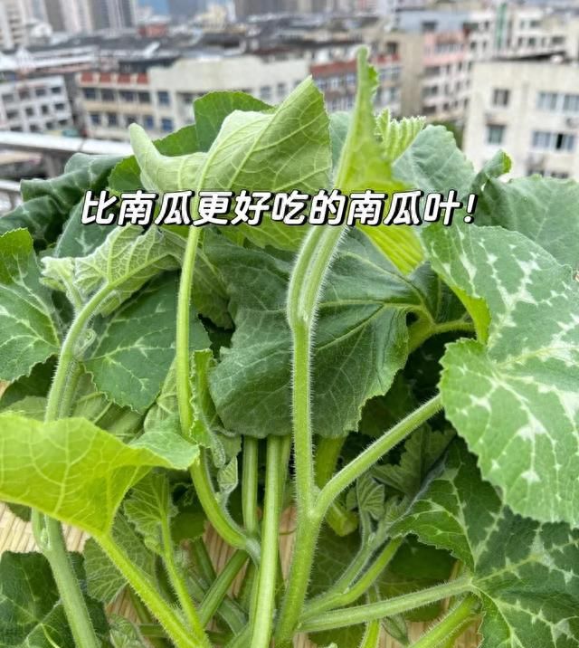 南瓜叶怎么做好吃 家常南瓜叶这样做图2