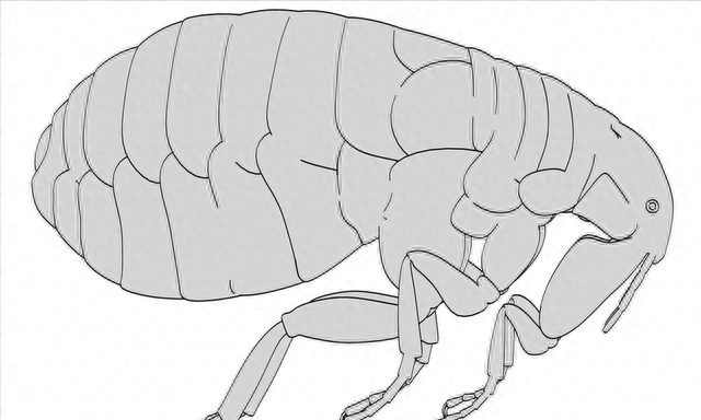为什么床上有跳蚤怎么彻底消灭(怎样去除床上跳蚤的有效方法)图6