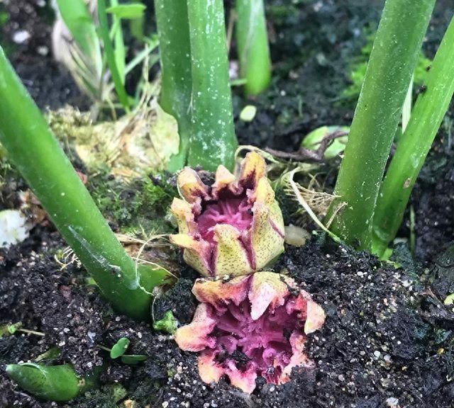 光线较弱的室内适应种植的植物,适合室内光照不足养殖的花图1