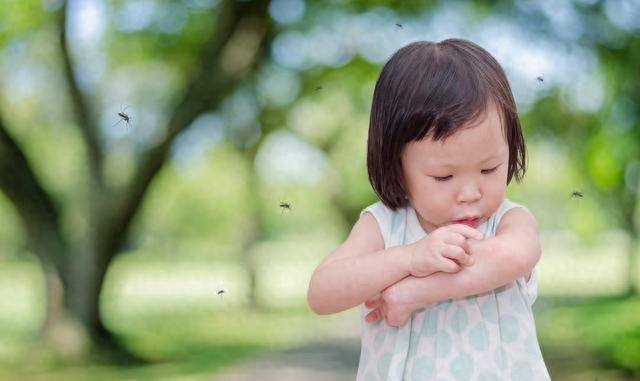 咬人的蚊子一般是公蚊子还是母蚊图2