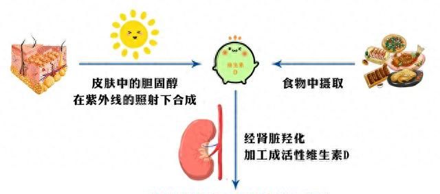 多晒太阳能预防骨质疏松吗,多晒太阳怎么防止骨质疏松图5