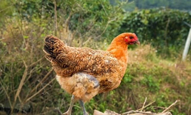 鸡肉怎样炖汤才能好吃好喝,鸡肉怎么炖汤好喝还有营养图1