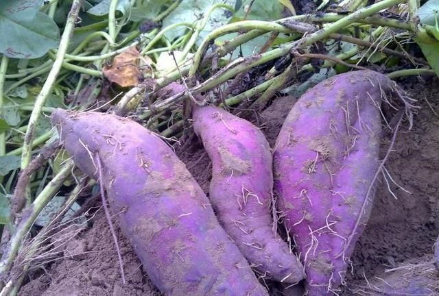 紫色土豆怎么吃普通做法图3
