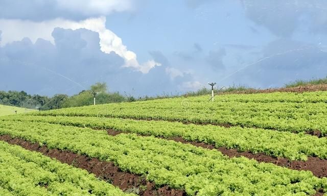 大暑时节适宜种植什么蔬菜图3