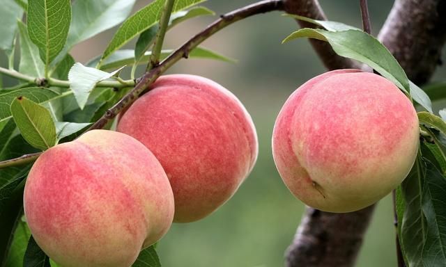 桃子的六大营养价值是什么图1