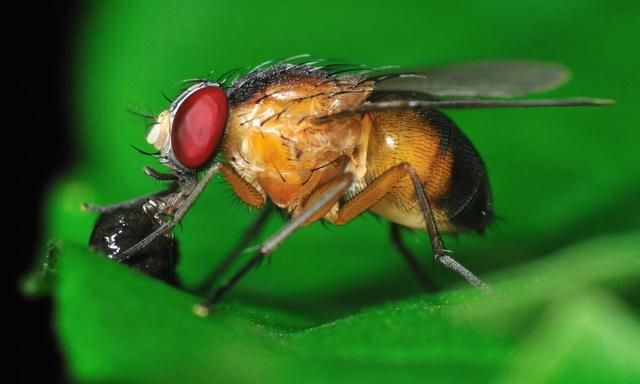 水果腐烂滋生的飞虫叫什么(果蝇是烂苹果上的虫子吗)图3