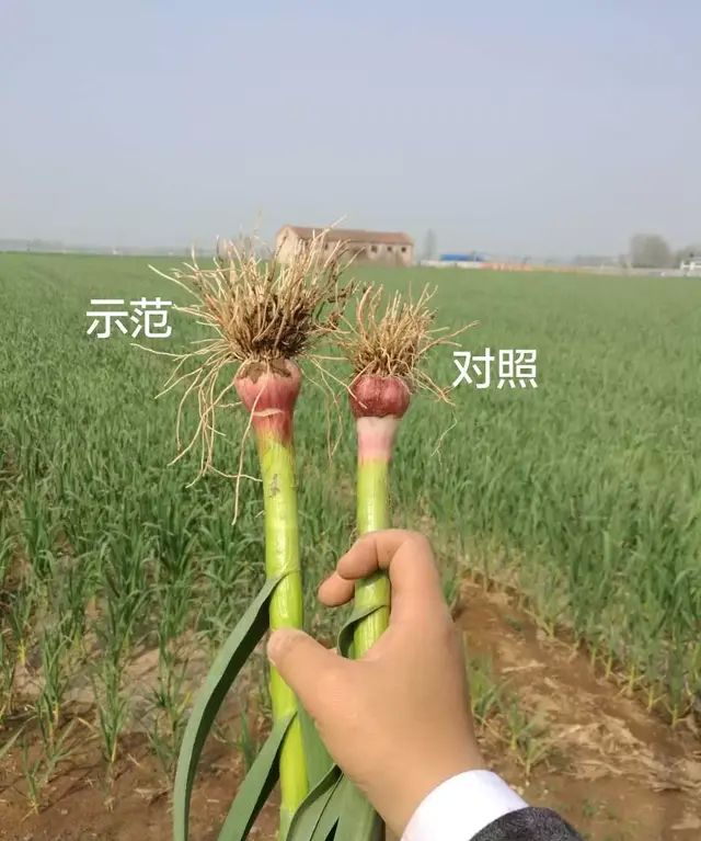 植物生根用生根液还是生根粉好(植物生根用什么生根剂)图13