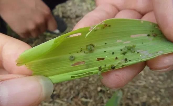 玉米的常见害虫和防治,玉米防治地下害虫用什么拌种剂图6